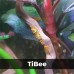 Акваріумні креветки Caridina TiBee (Каридіна ТайБи)