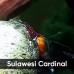 Аквариумные креветки Caridina Sulawesi Cardinal (Сулавеси Кардинал)