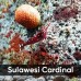 Аквариумные креветки Caridina Sulawesi Cardinal (Сулавеси Кардинал)