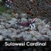 Аквариумные креветки Caridina Sulawesi Cardinal (Сулавеси Кардинал)