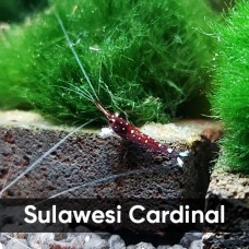 Аквариумные креветки Caridina Sulawesi Cardinal (Сулавеси Кардинал)