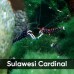 Аквариумные креветки Caridina Sulawesi Cardinal (Сулавеси Кардинал)