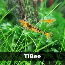 Аквариумные креветки Caridina TiBee (Каридина ТайБи)