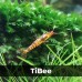 Аквариумные креветки Caridina TiBee (Каридина ТайБи)