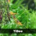 Аквариумные креветки Caridina TiBee (Каридина ТайБи)
