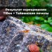 Аквариумные креветки Caridina TiBee (Каридина ТайБи)