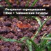Аквариумные креветки Caridina TiBee (Каридина ТайБи)
