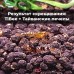 Аквариумные креветки Caridina TiBee (Каридина ТайБи)